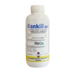 Rankill 500 CE